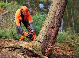  Marinette, WI Tree Care Pros