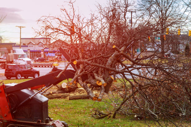 How Our Tree Care Process Works  in  Marinette, WI