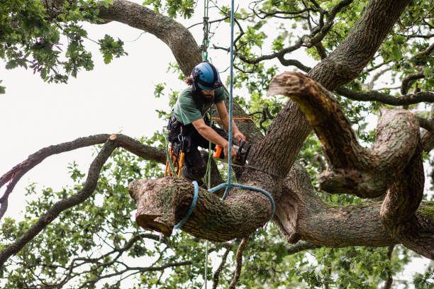 Professional Tree Care in Marinette, WI