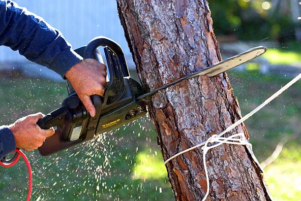 Best Arborist Consultation Services  in Marinette, WI